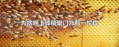 ​晚上蜂巢门有许多蜜蜂 蜂巢里都有什么蜂