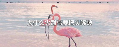 ​火烈鸟把头戳破 火烈鸟啄人吗