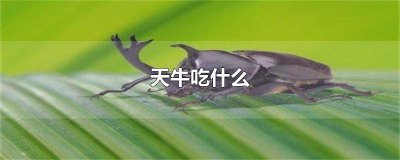 ​天牛吃啥东西 天牛,吃什么?