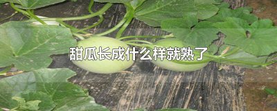 ​甜瓜怎么算是成熟了 甜瓜刚长出来的样子
