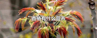 ​香椿有什么营养物质 香椿有什么营养价值,可以做什么菜