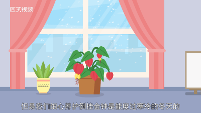 ​秋季倒挂金钟养护「倒挂金钟什么季节」
