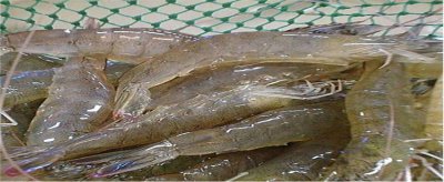 ​河虾海虾哪种比较好吃一点 河虾海虾哪种比较好吃又便宜