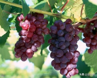 ​葡萄适应什么土(种葡萄用什么土)
