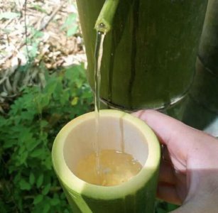 ​为什么竹子里面有酒(为什么竹子里面会有酒)