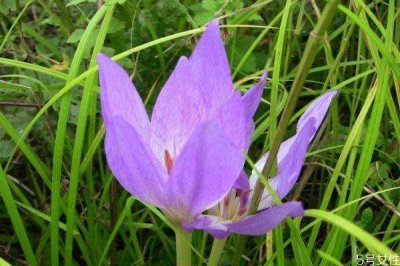 ​秋水仙的花语是什么呢 秋水仙的种植有什么注意的呢