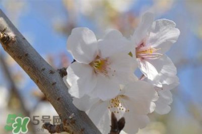 ​樱花是樱桃树的花吗？樱桃花和樱花的区别