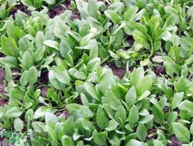 五月份能种菠菜吗？5月份可以种菠菜吗？