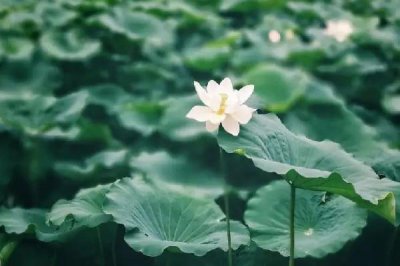 ​三伏天怎么去湿气和寒气 三伏天祛湿气最佳时间