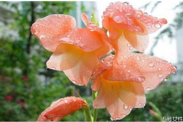 什么是菖兰呢 菖兰有什么作用呢