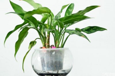 ​黑美人是一种什么植物呢 黑美人的种植有什么注意的呢