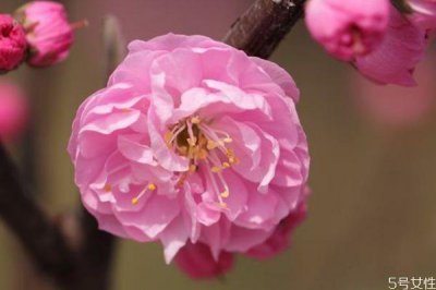 ​榆叶梅是一种什么植物呢 榆叶梅有什么作用呢
