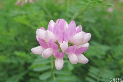 ​小冠花的花语是什么呢 小冠花的种植有什么注意的呢