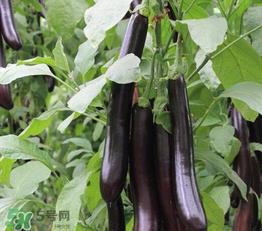 茄子皮敷脸可以祛斑吗？茄子皮祛斑正确方法