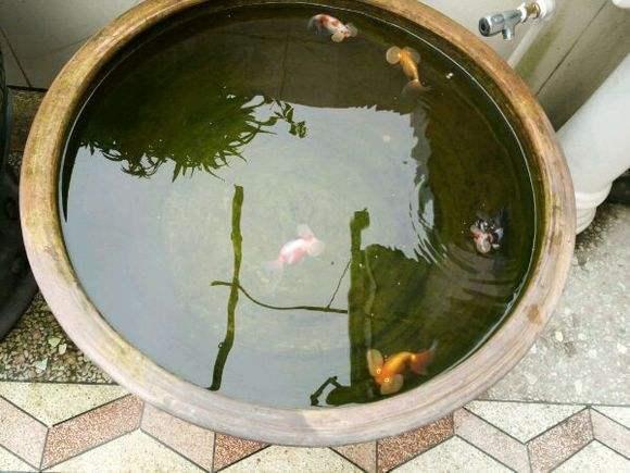 为什么说酸奶等开缸法不是谁都能玩转的？因为很多都是未知因素