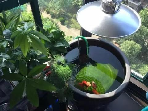 为什么说酸奶等开缸法不是谁都能玩转的？因为很多都是未知因素