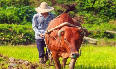 ​俗语：宁娶从良妓，不娶过墙妻，啥意思？这句话有何历史背景？