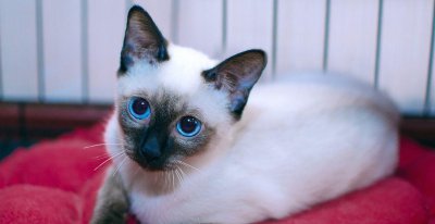 ​为什么养暹罗猫的人变少了？因为暹罗猫有这些缺点，养了才知后悔