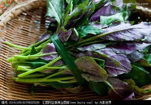 农村里的这种天然野菜，好吃又营养，城里人不一定吃过这种野菜哦