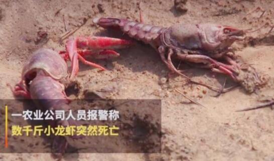 从江西吉安熊孩子毒死小龙虾，说说熊孩子的四大来源