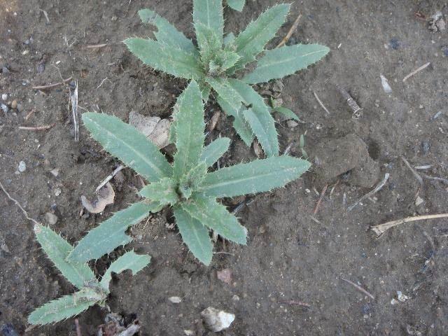 农村常见的野菜，城里的人对他是十分的喜欢！
