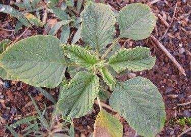 农村常见的野菜，城里的人对他是十分的喜欢！