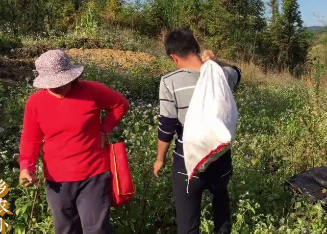 农村地里的野货，人们称它为“地萝卜”，清甜爽口还能降血压！