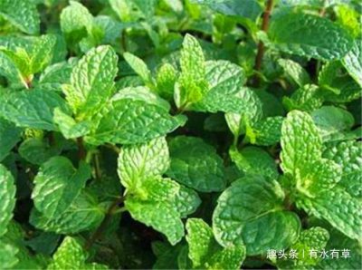 ​农村一种野草，老农称“香薄荷”，是城里人买不来的佳品！