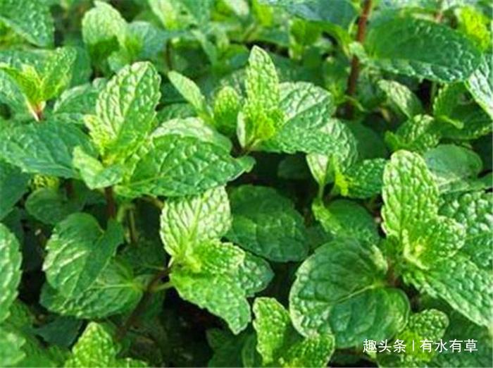 农村一种野草，老农称“香薄荷”，是城里人买不来的佳品！