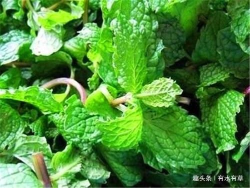 农村一种野草，老农称“香薄荷”，是城里人买不来的佳品！