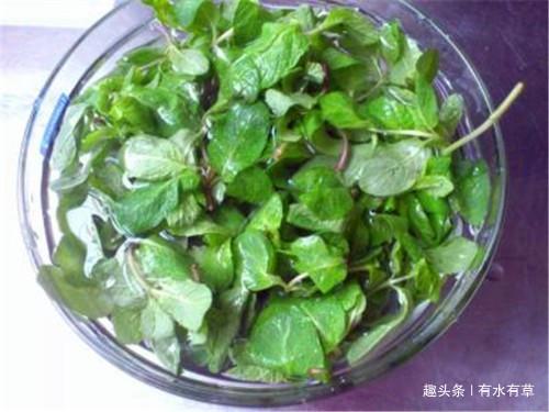 农村一种野草，老农称“香薄荷”，是城里人买不来的佳品！