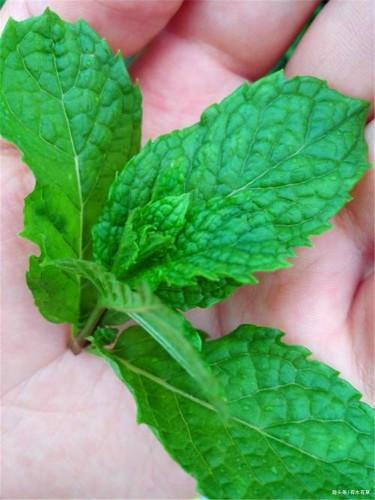 农村一种野草，老农称“香薄荷”，是城里人买不来的佳品！