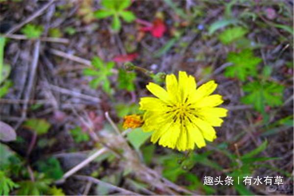 农村这种野草，老农称“假蒲公英”，价值珍贵，城里人难买到