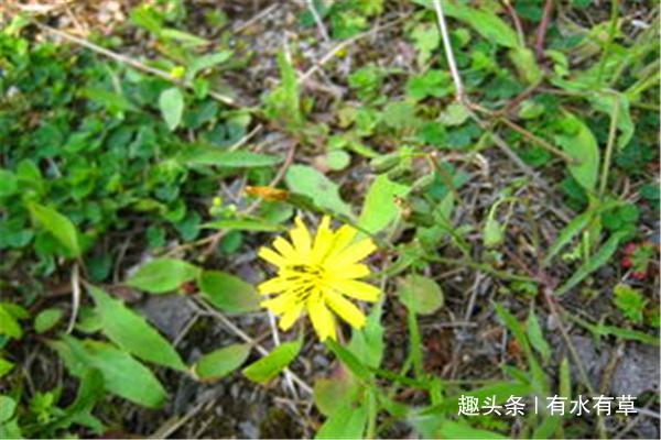 农村这种野草，老农称“假蒲公英”，价值珍贵，城里人难买到