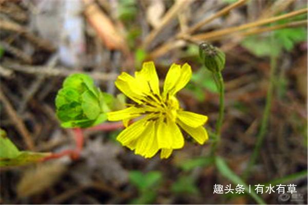 农村这种野草，老农称“假蒲公英”，价值珍贵，城里人难买到
