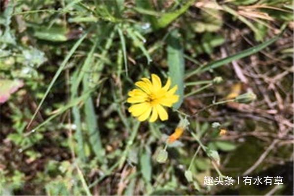 农村这种野草，老农称“假蒲公英”，价值珍贵，城里人难买到