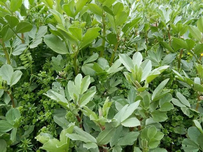 农村大叔的致富经, 种植一亩地一年收入一万多元