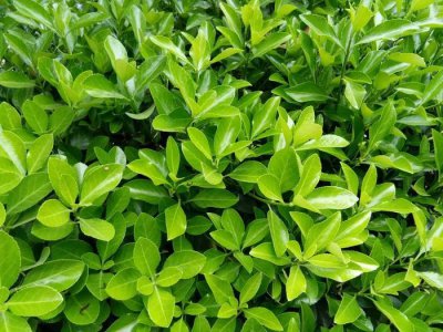 ​农村大叔的致富经, 种植一亩地一年收入一万多元