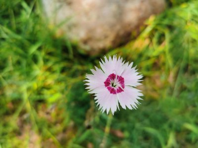 ​石竹开花前后怎么养护