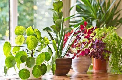 ​水养植物营养液自制