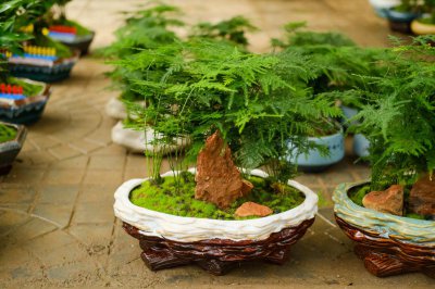 ​文竹和多肉植物一块种有什么好处