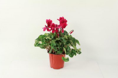 ​仙客来的苗期管理