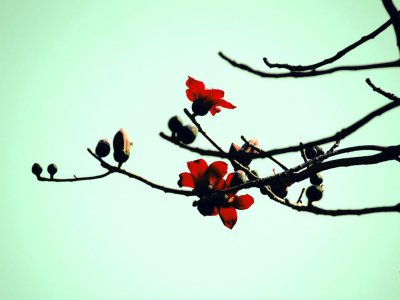 ​木棉在北方能生长吗，耐寒吗