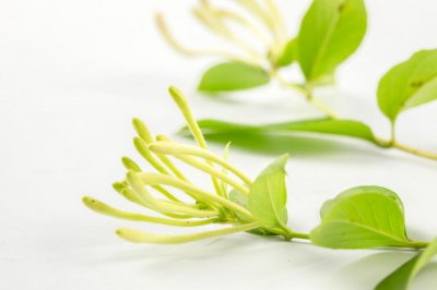 ​盆栽金银花怎样过冬，怕冻吗