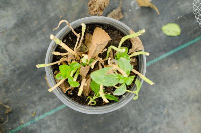 ​绣球花的养殖方法