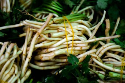 ​鱼腥草怎么分株种植，北方可以种吗