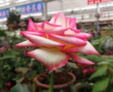 ​月季可以水培吗