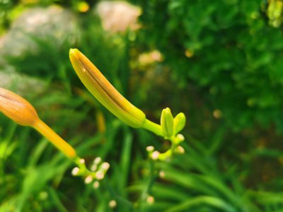 ​萱草的花语和寓意，有什么传说故事