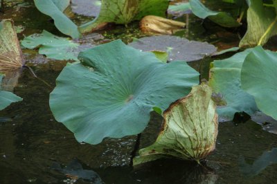 ​怎么样在家里养荷花