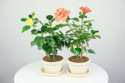​扶桑花的养殖方法和注意事项